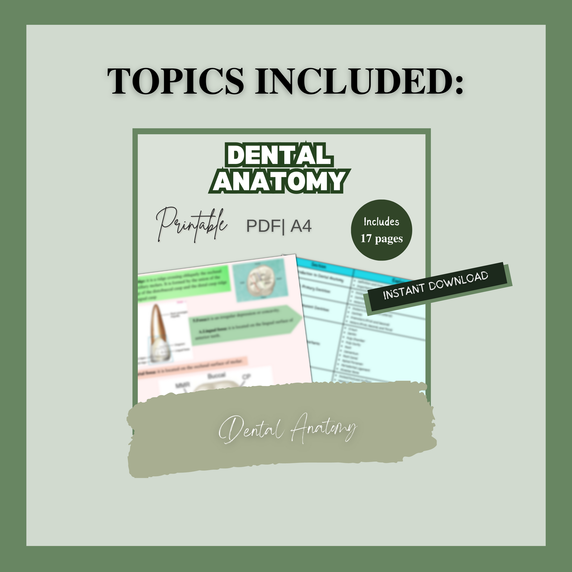 Dental Anatomy, 38 Pages