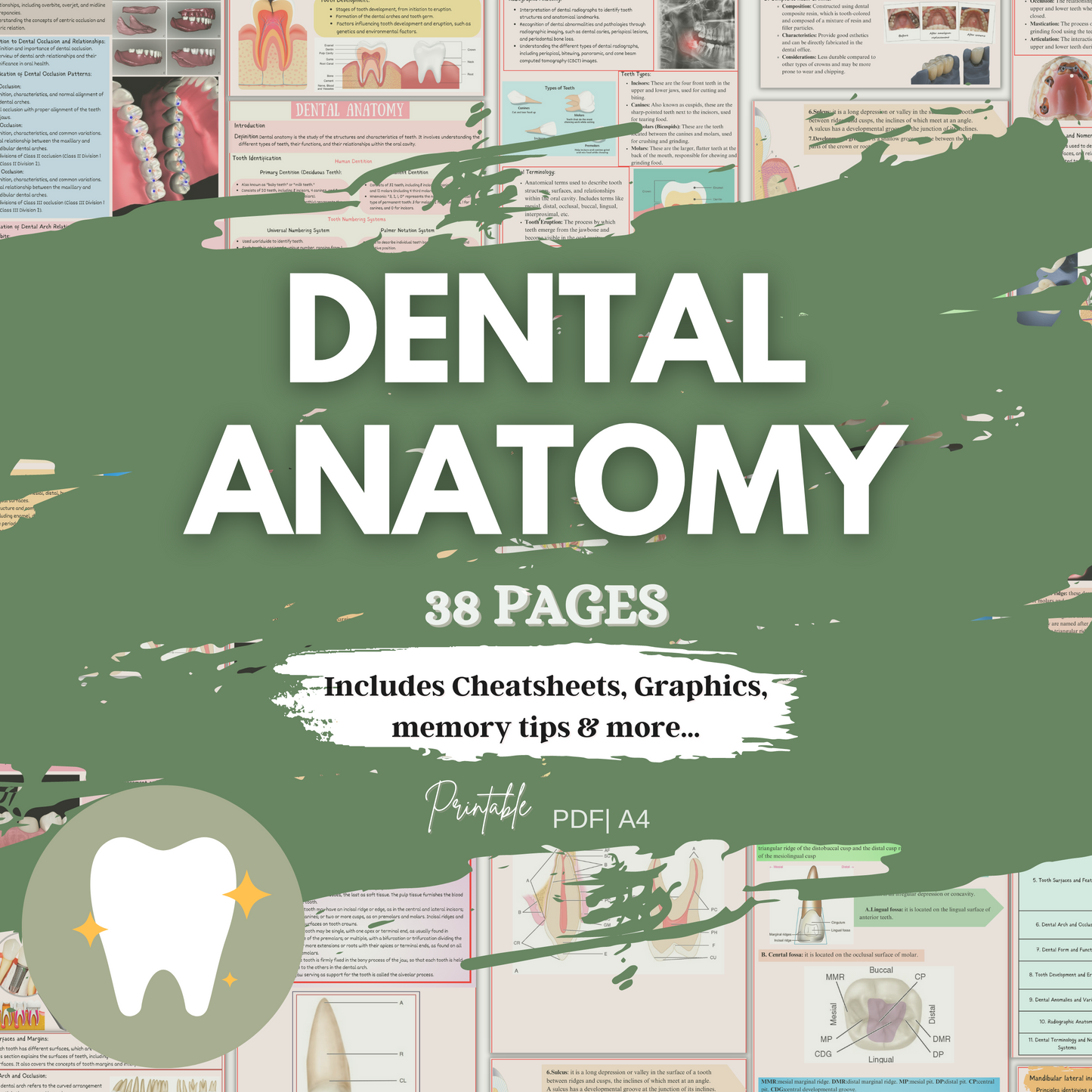 Dental Anatomy | 38 Pages | 8 Topics